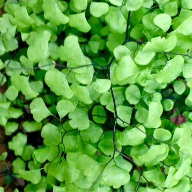 Adiantum Mairisii