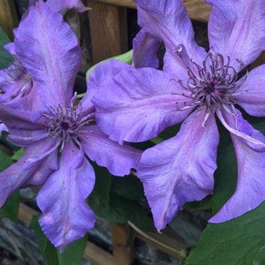 Clematis 'Reflections'™ evipo035