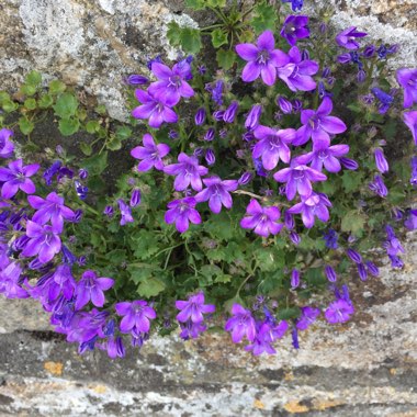 Campanula