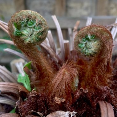 Dicksonia antarctica