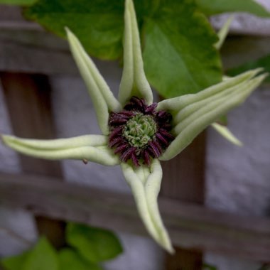 Clematis florida var. normalis Pistachio Evirida
