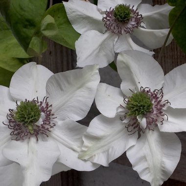 Clematis florida var. normalis Pistachio Evirida