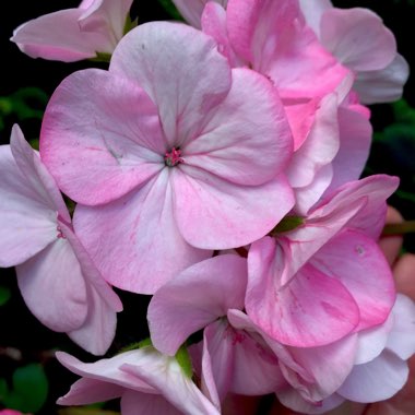 Pelargonium