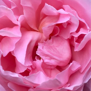 Rosa 'Ausglobe' syn. Rosa 'Brother Cadfael'
