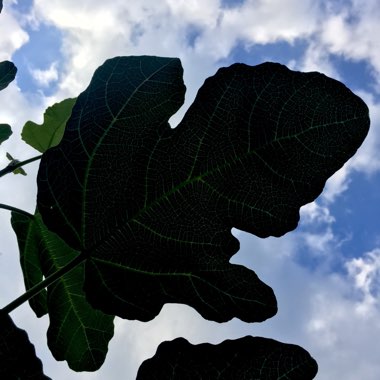 Ficus carica 'Brown Turkey'