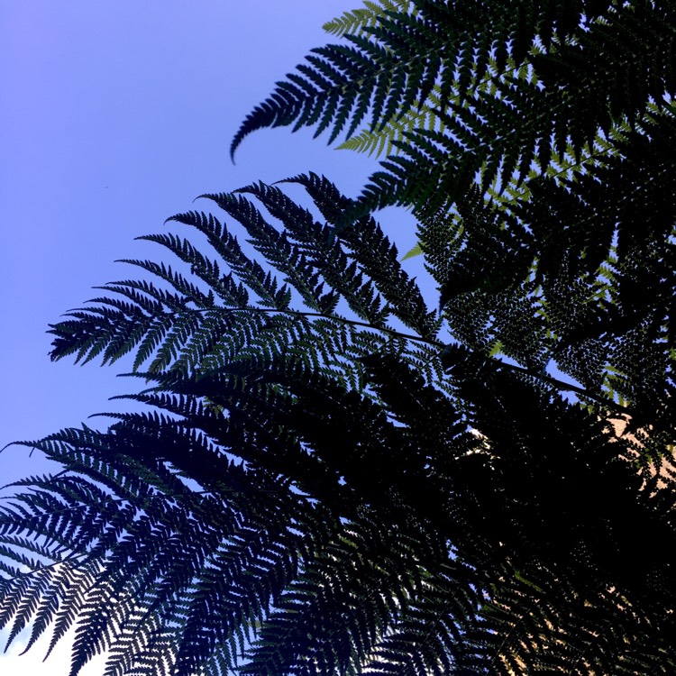plant image 528322