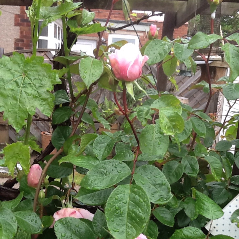Susie's garden