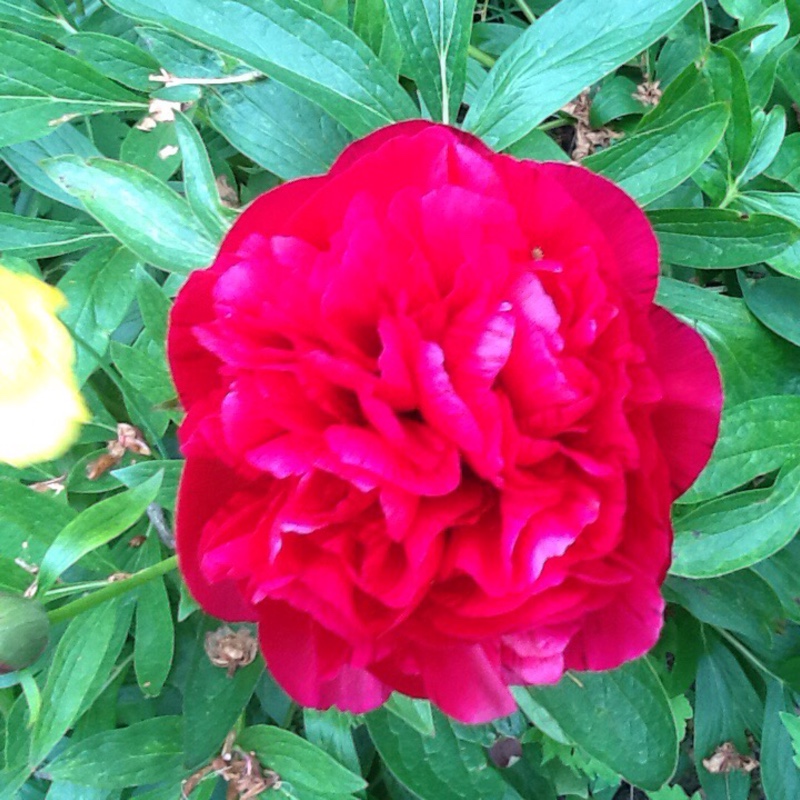 Peony