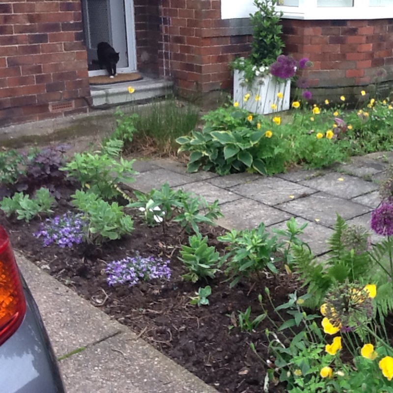 Susie's garden