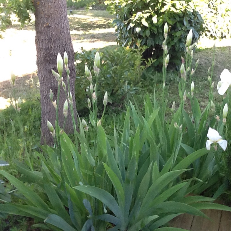 Iris