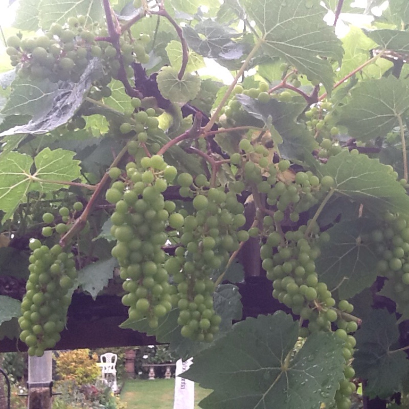 Grape Vine