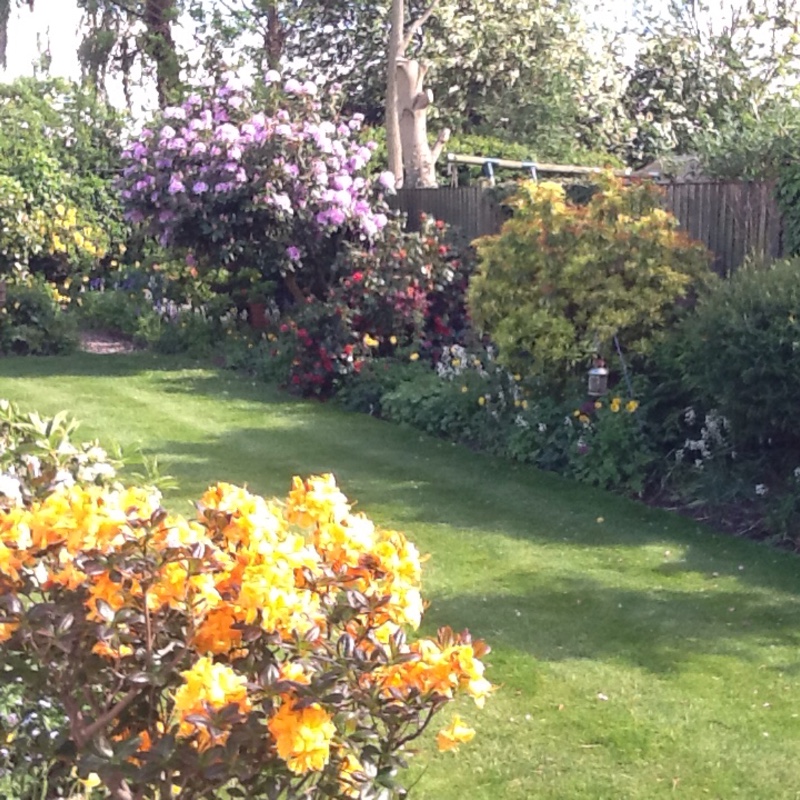 Susie's garden