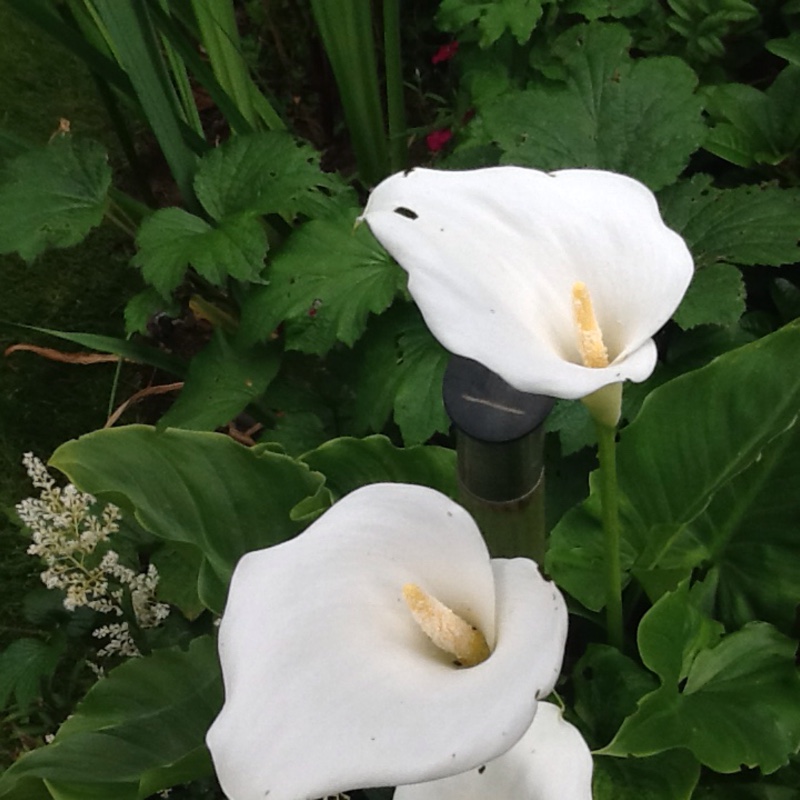 Calla Lily