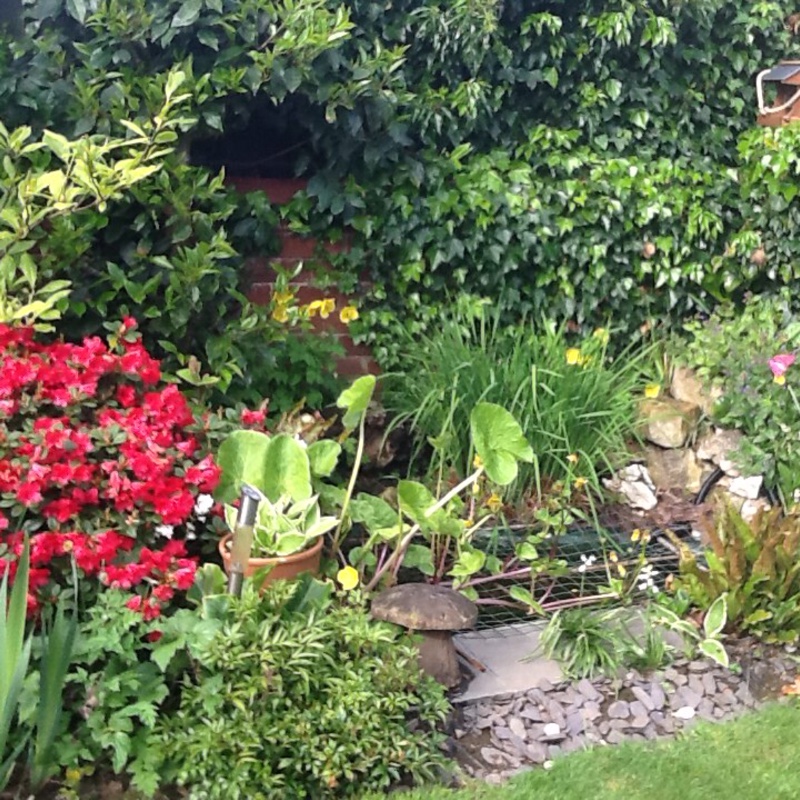 Susie's garden