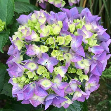 Hydrangea