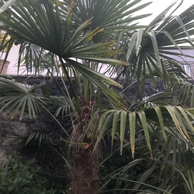 Susan's garden