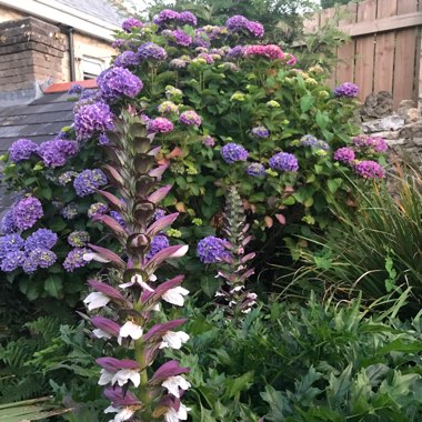Susan's garden
