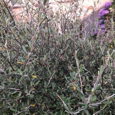 Corokia cotoneaster