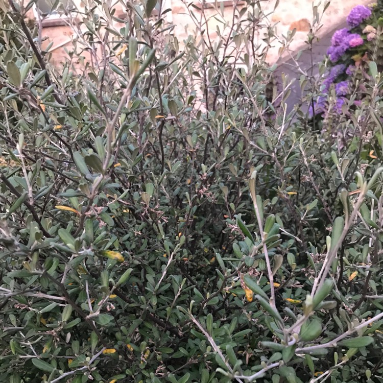 plant image 769714