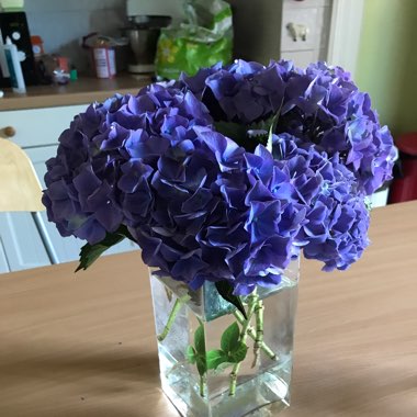 Hydrangea