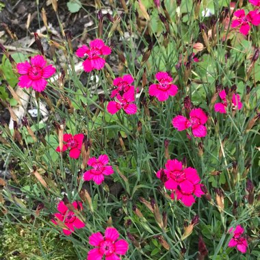 Alpine Pink