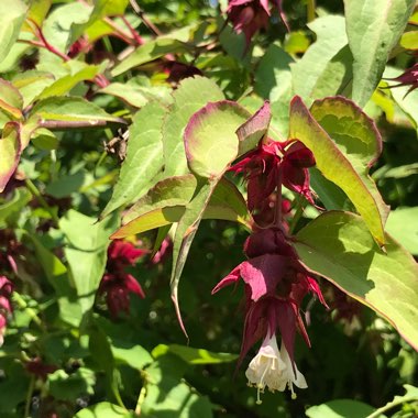 Himalayan honeysuckle 'Golden Lanterns'