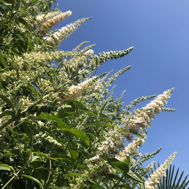 Butterfly Bush