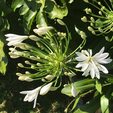 Susan's garden