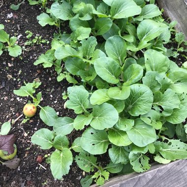 Susan's garden