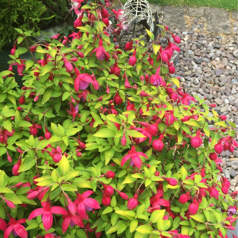 Sue's garden