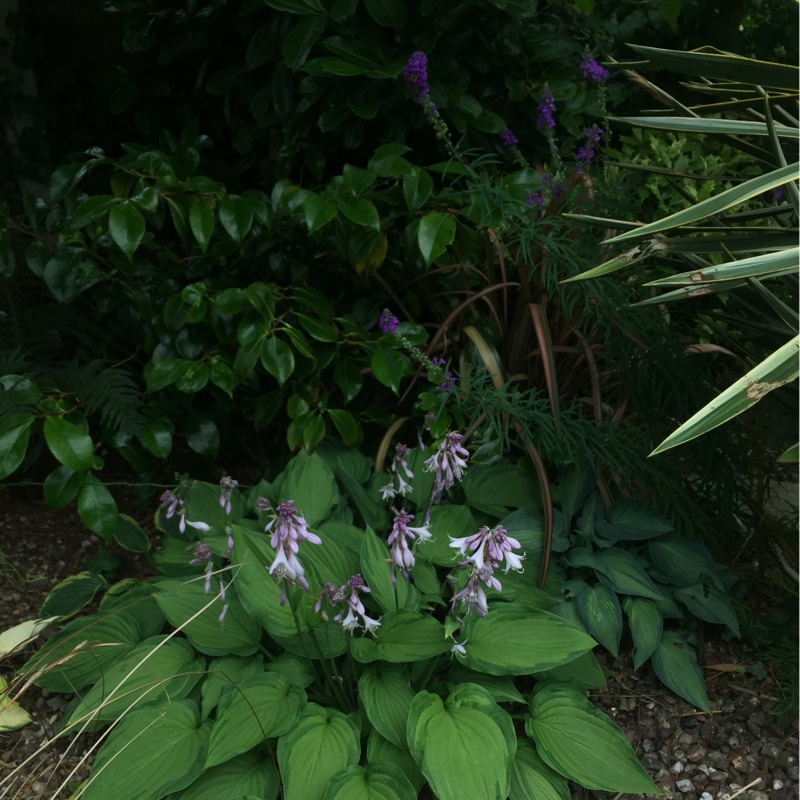 Sue's garden