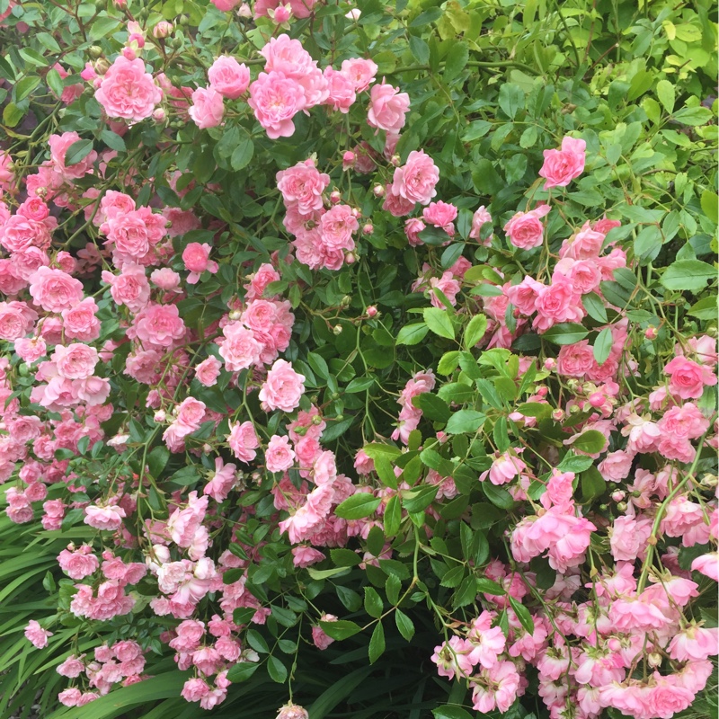 Sue's garden