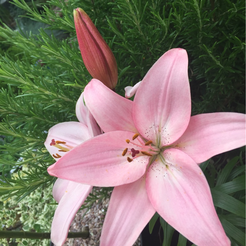 Sue's garden
