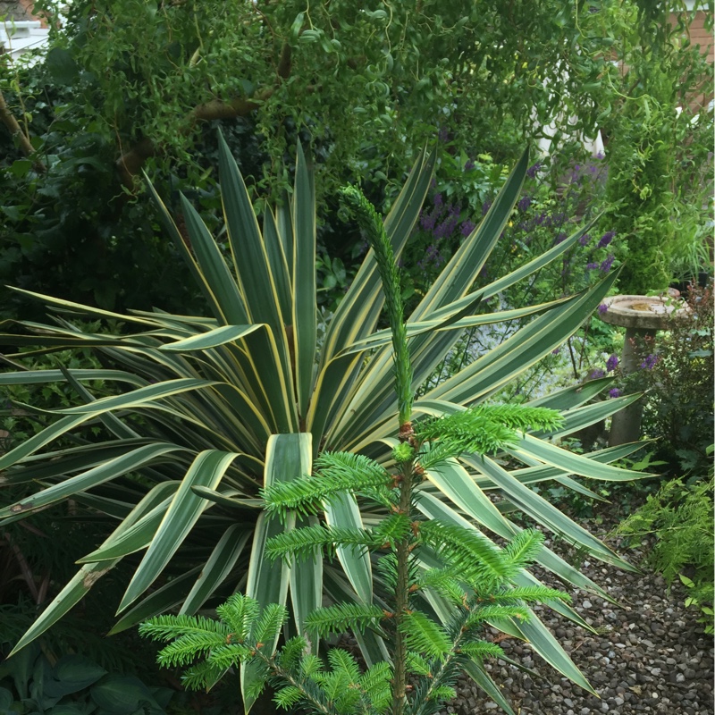 Sue's garden