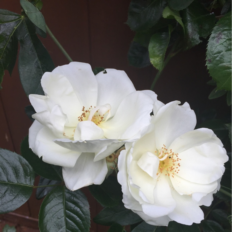 Sue's garden