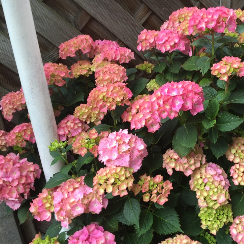 Sue's garden