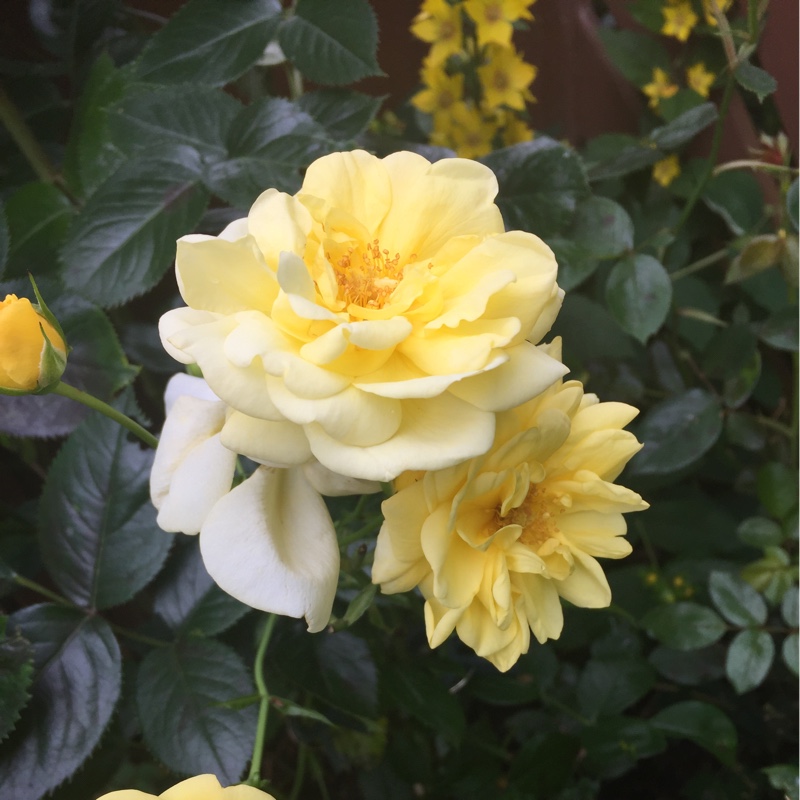 Sue's garden
