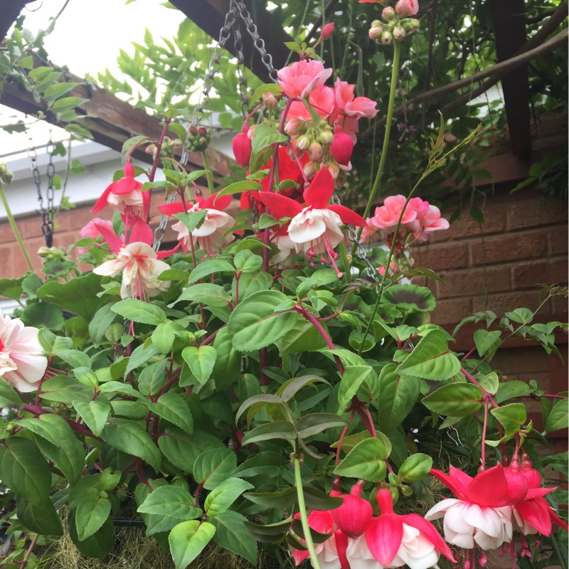 Sue's garden