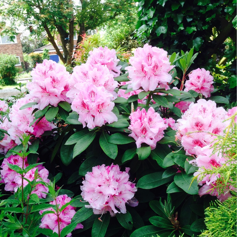 Plant image Rhododendron Degronianum subsp. 'Heptamerum'