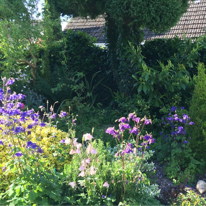 Aquilegia