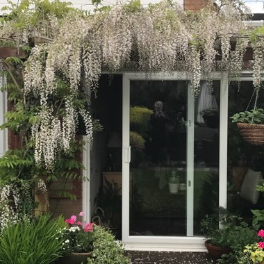 Sue's garden