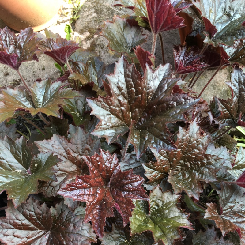 Susan's garden
