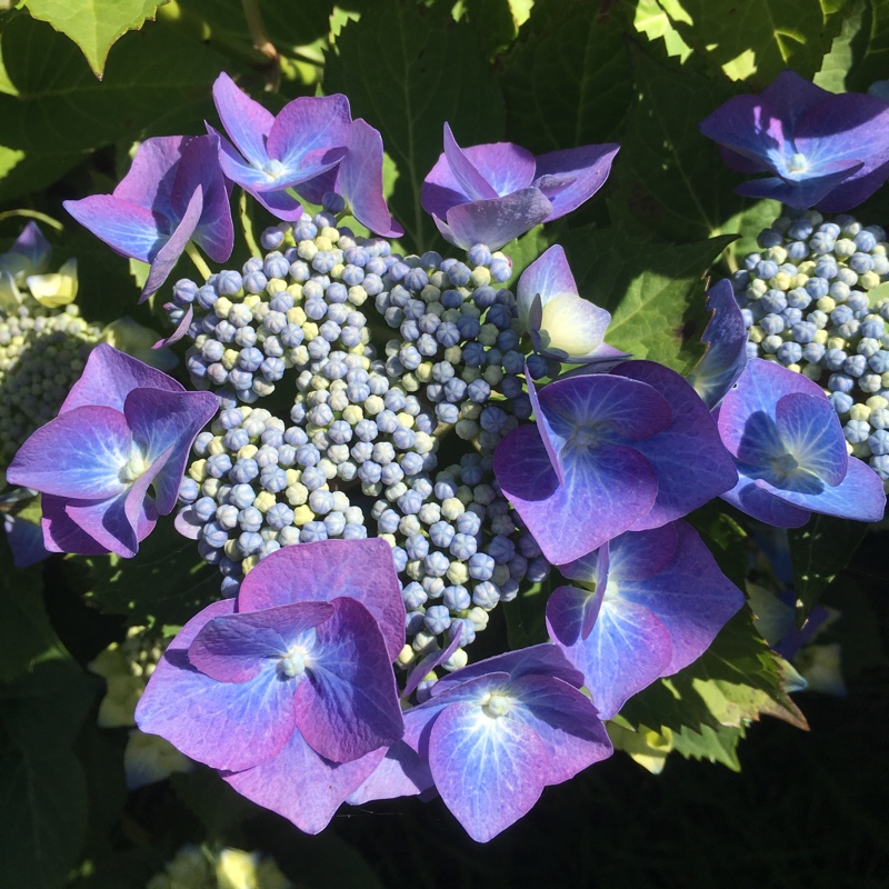Susan's garden
