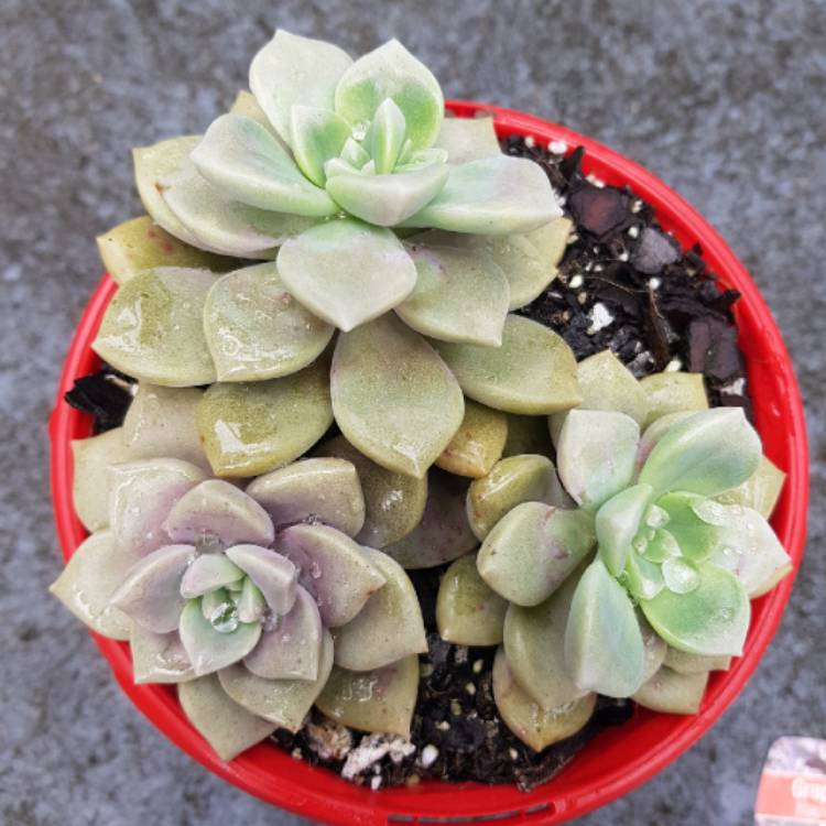plant image 1363008