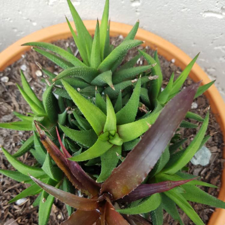 Plant image Haworthia angustifolia 