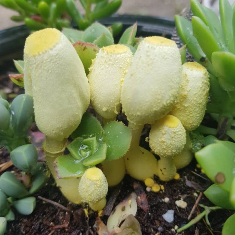 Plant image Leucocoprinus birnbaumii