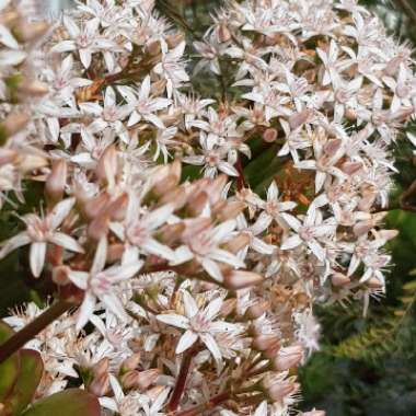 Crassula Ovata 'Harbour Lights'