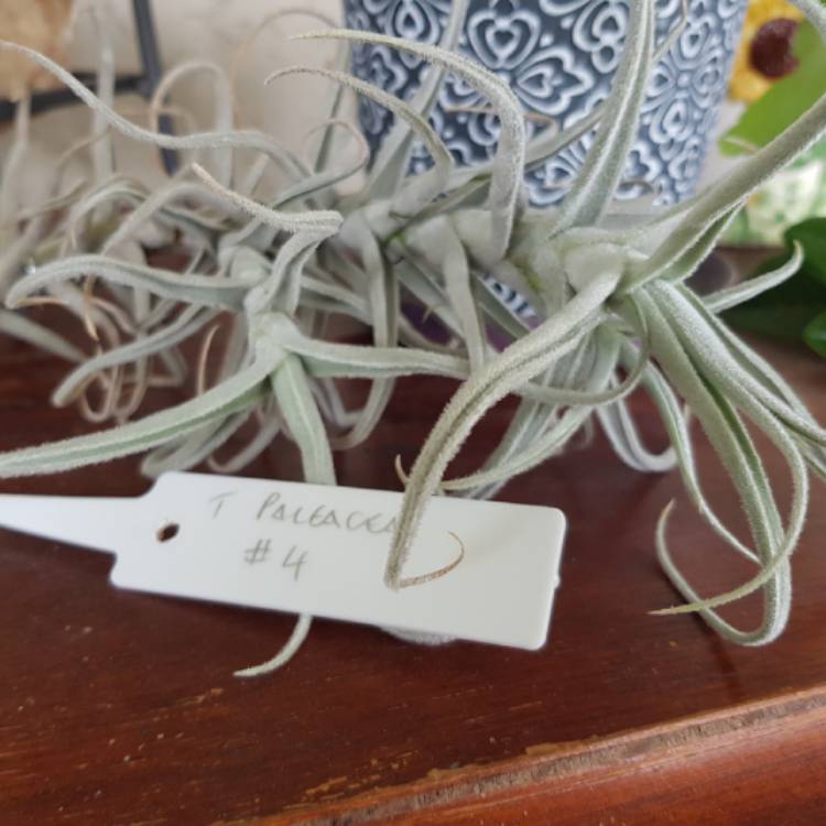 plant image 1428861