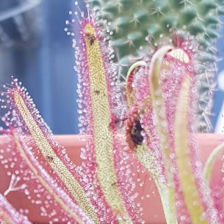 plant image 1445005