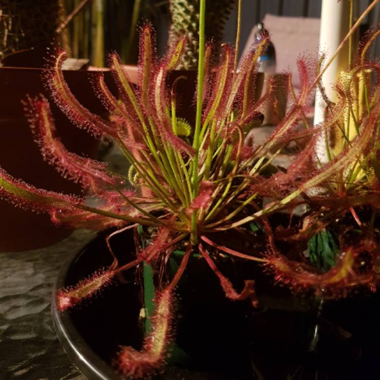 plant image 1445008